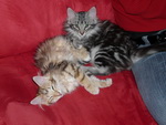 Katze Padme und Arwen 4 Monate alt.
